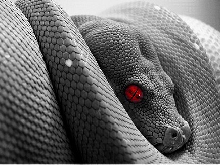 snake-slither-poison-evil122.jpg