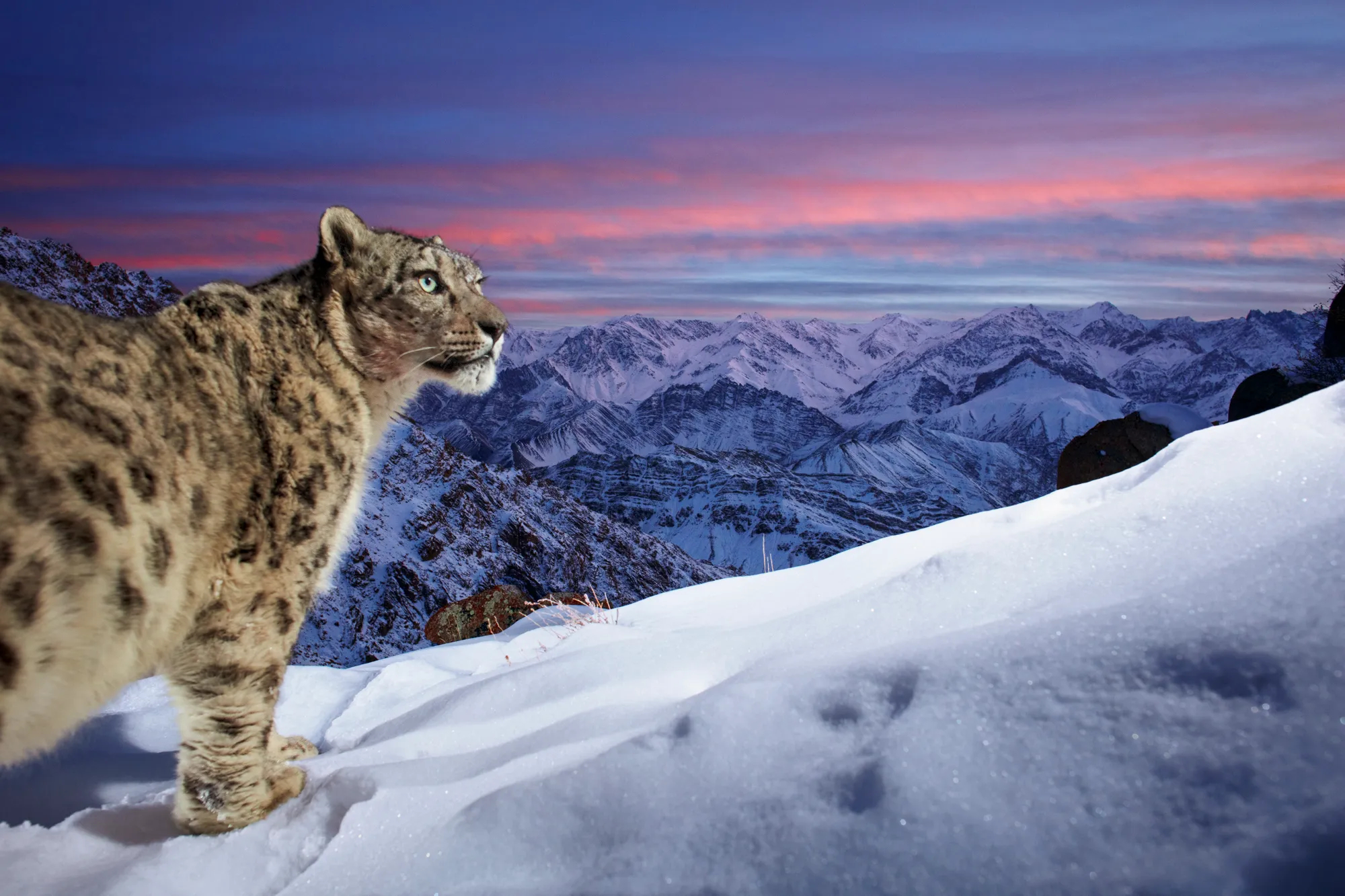 snow_leopard_photo_of_the_year.jpg