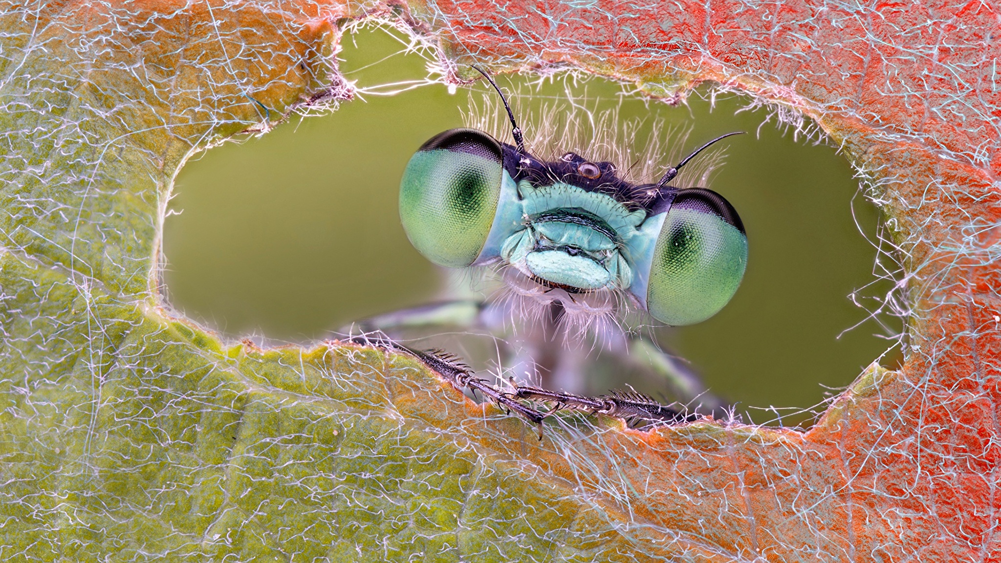 Odonata_Macro_Closeup_Eyes_540669_2048x1152.jpg