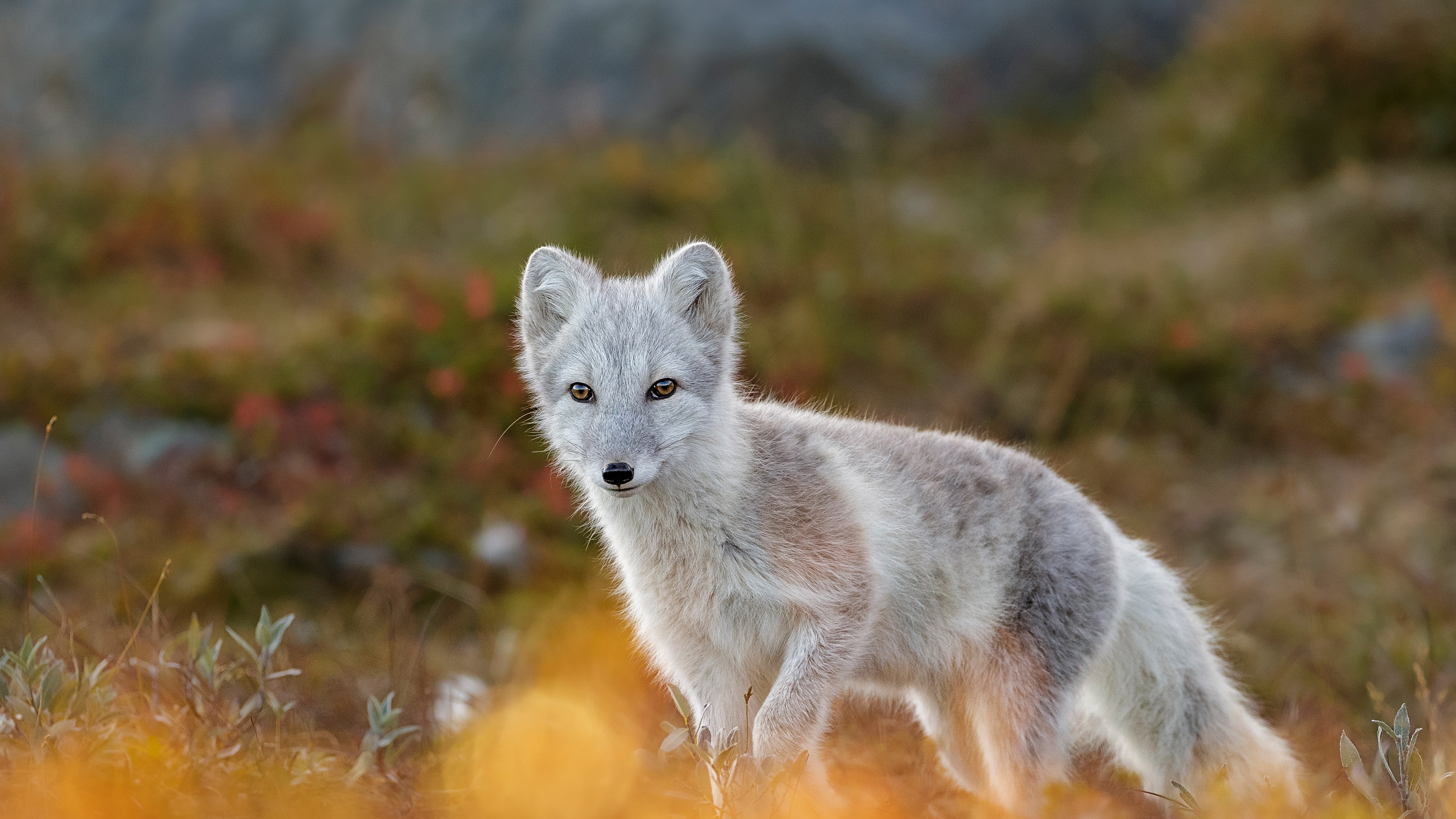 FoxDovrefjell.jpeg