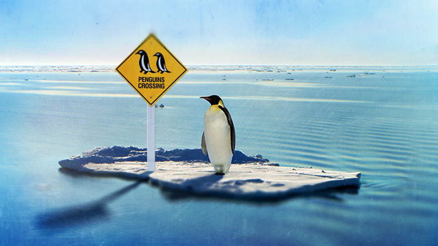 lonely-penguin-crossing.jpg