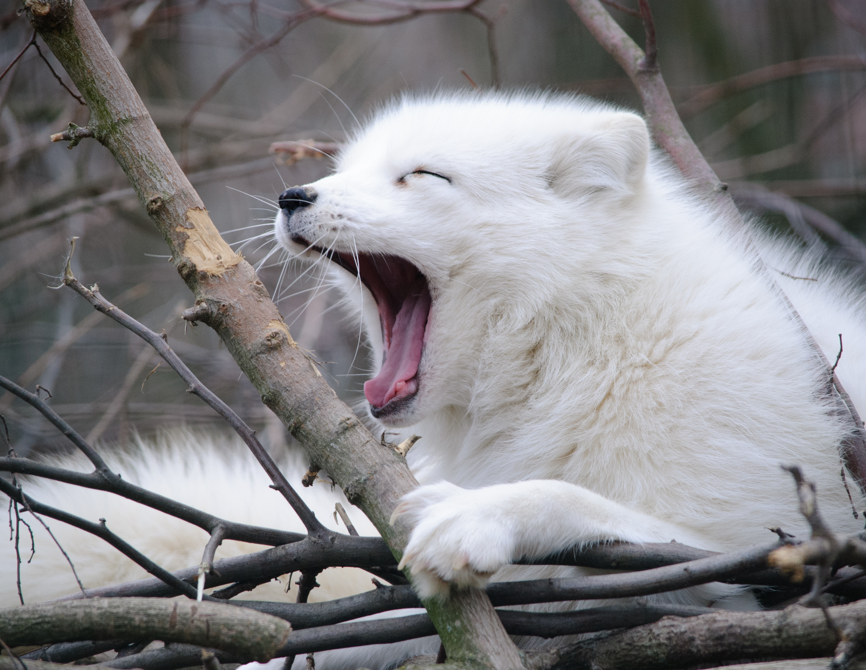 arctic_fox_yawn.jpg