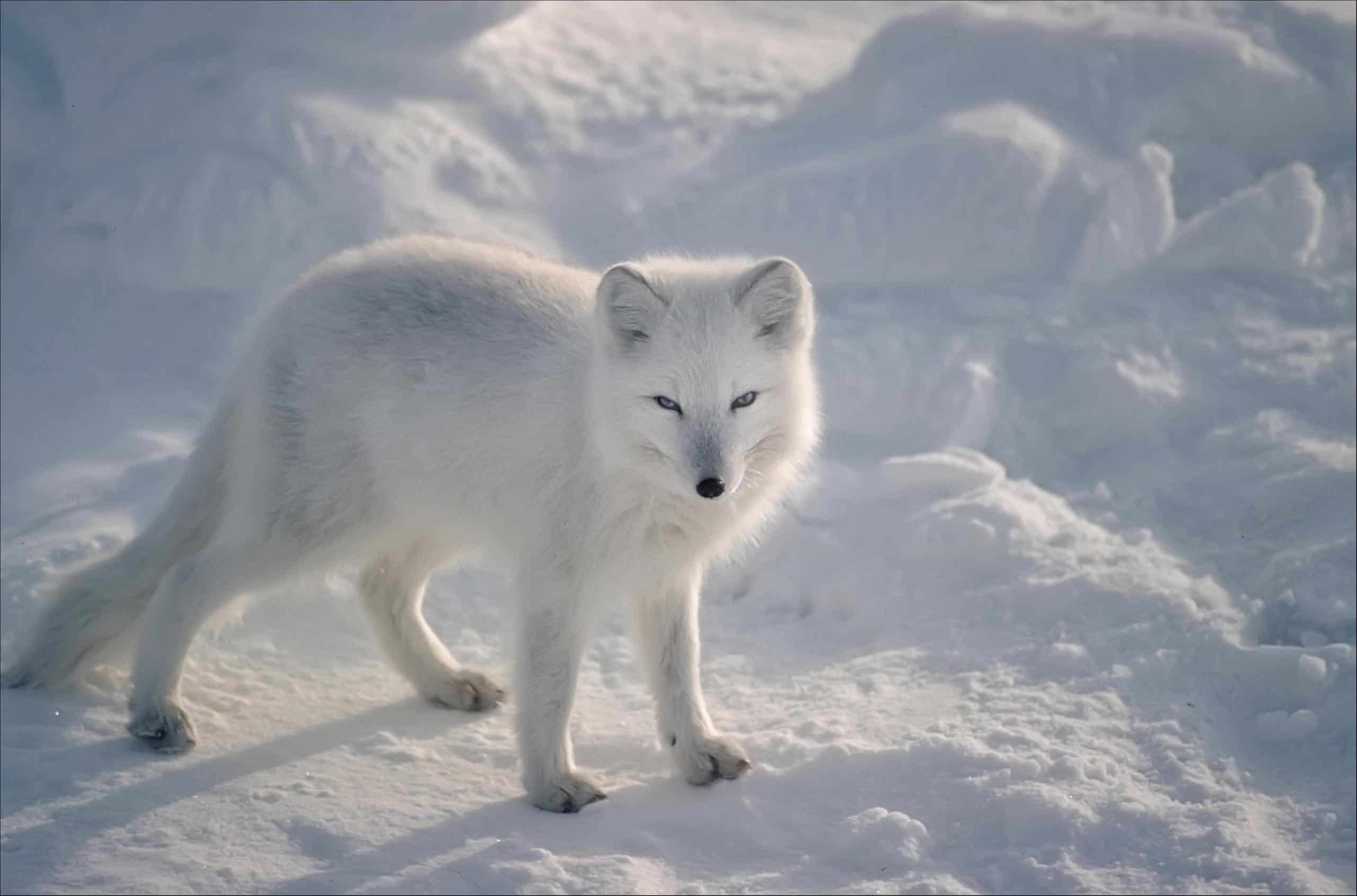 arctic_fox_11.jpg