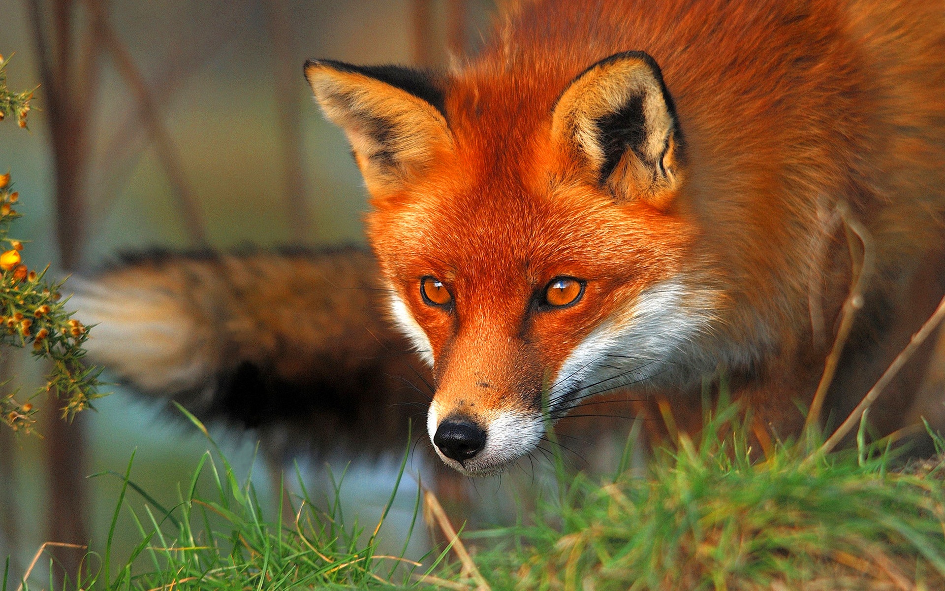 Red-fox-face-and-eyes_1920x1200.jpg