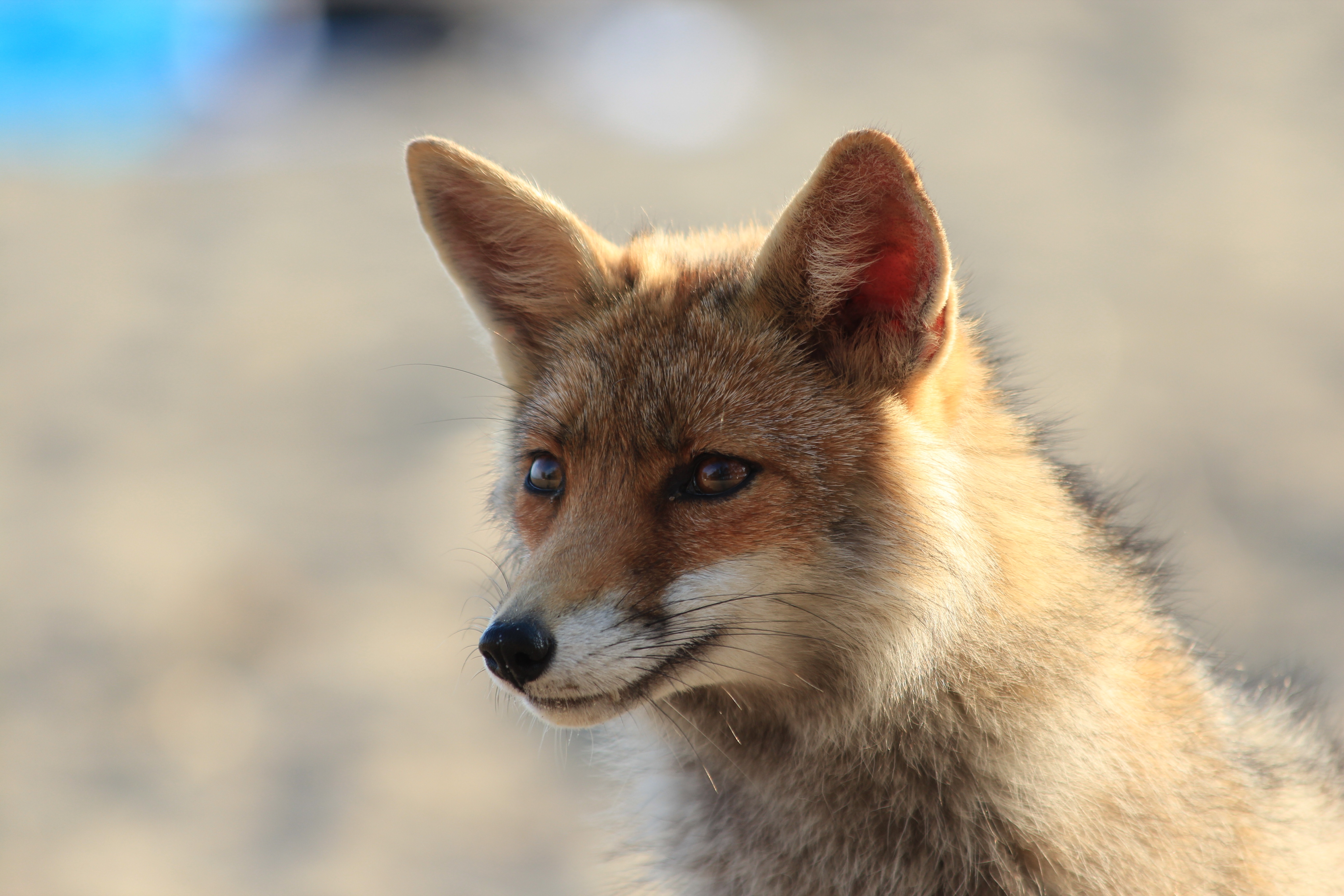 foxxy.jpg
