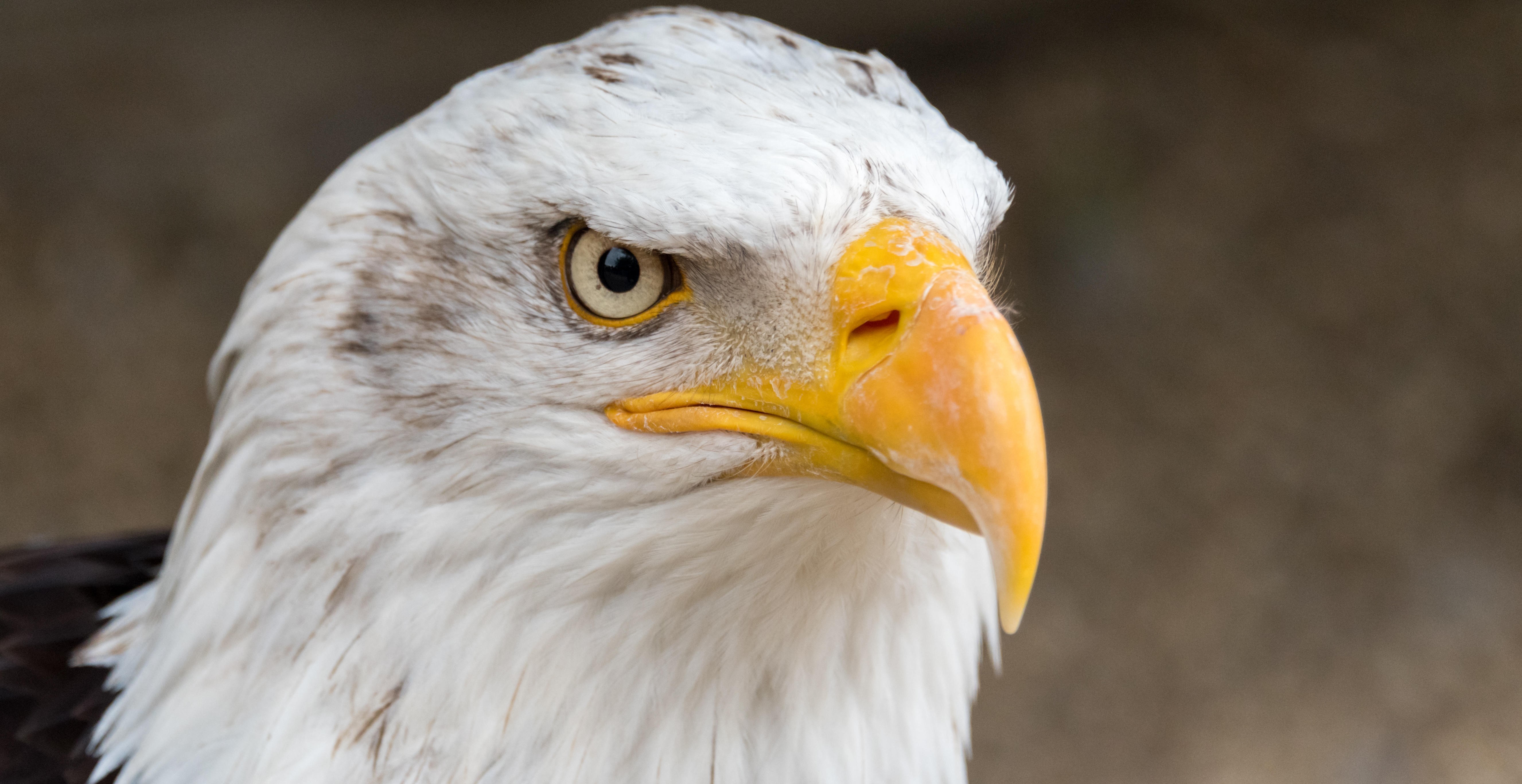 Eagle.jpg