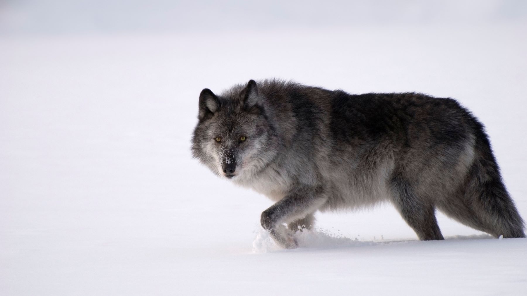 Wolf.jpg