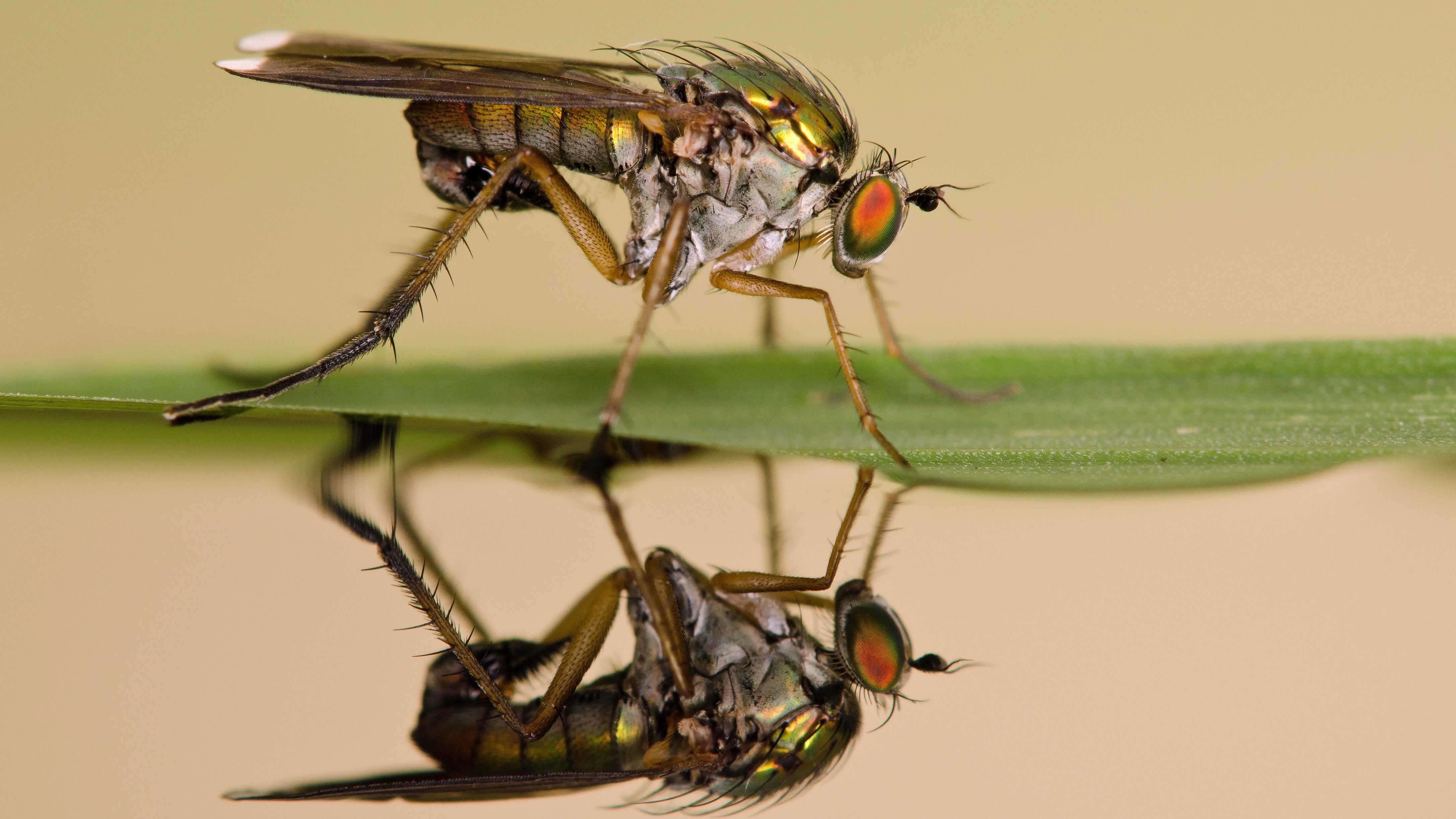 fly-Nature.jpg