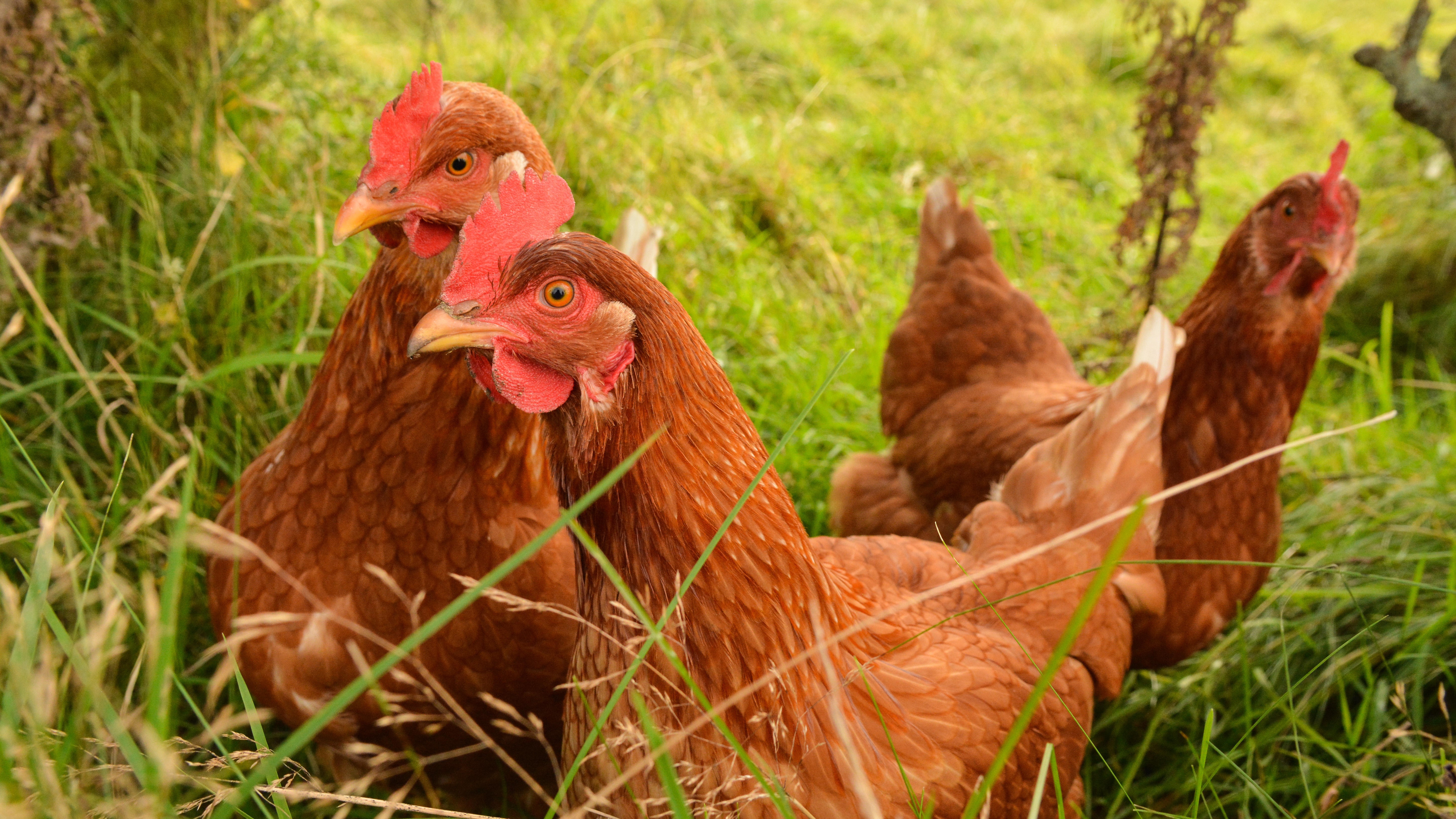 chickens.jpg