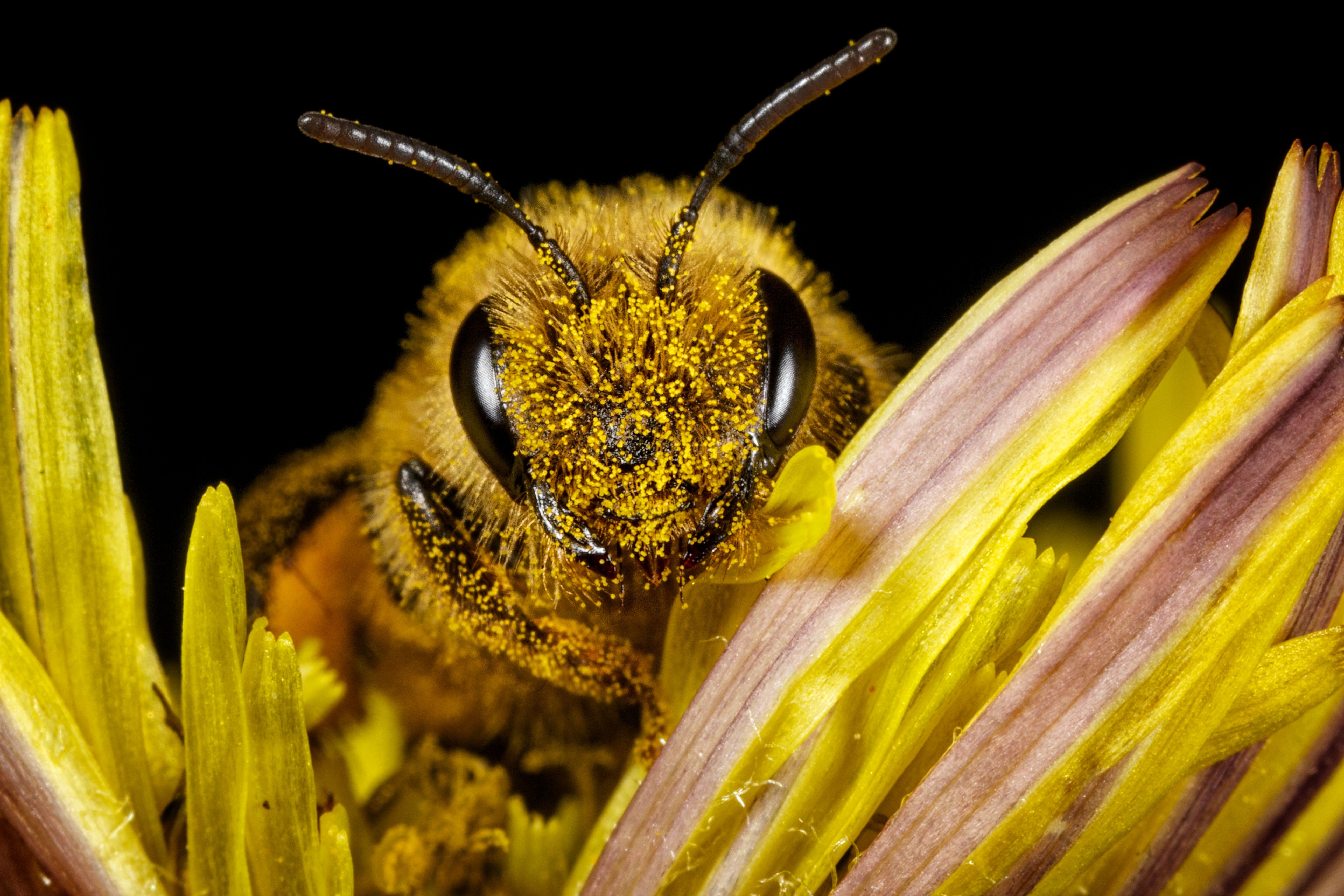 buzzy_bee.jpg