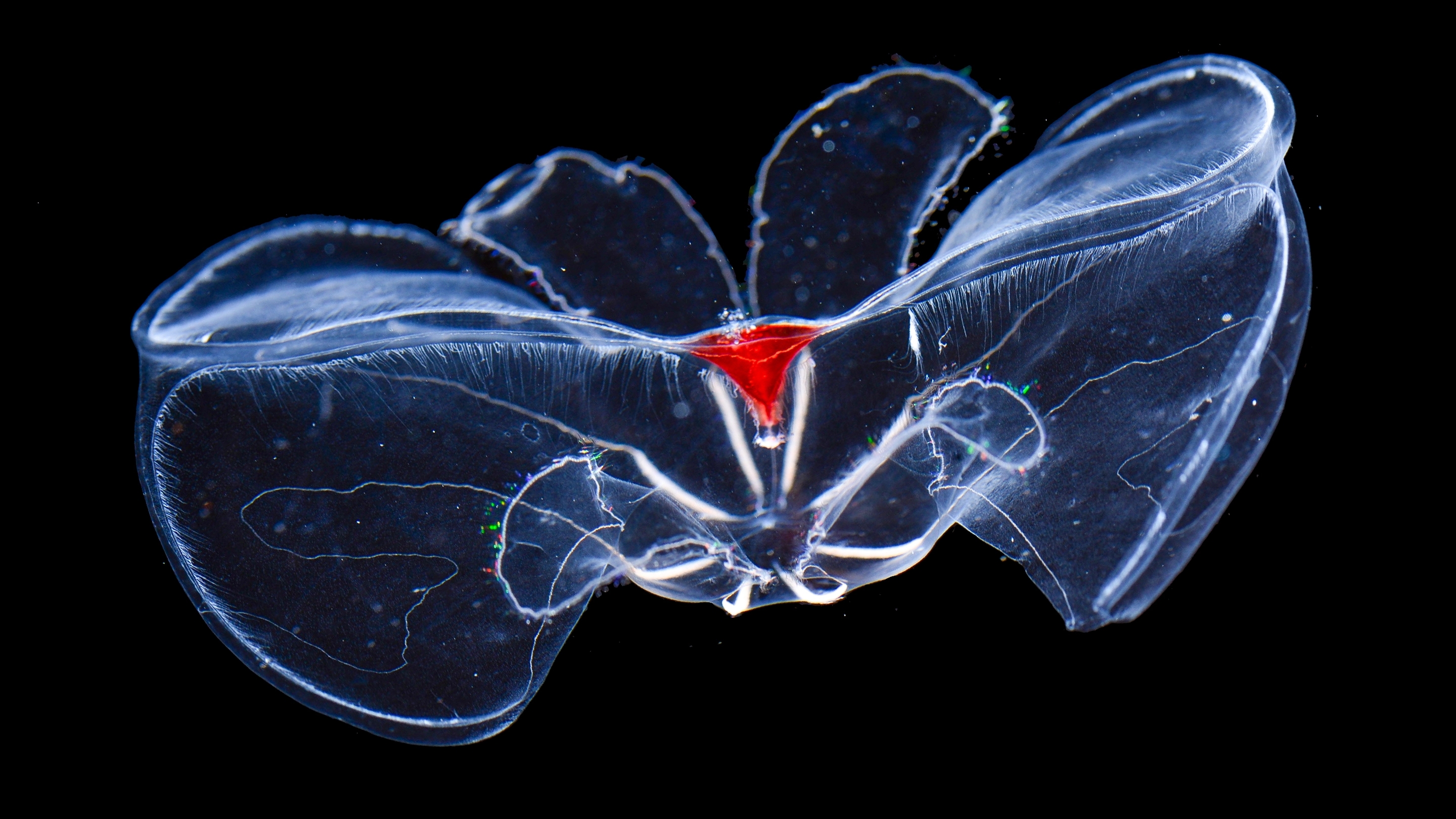 DeepSeaLipids.jpg