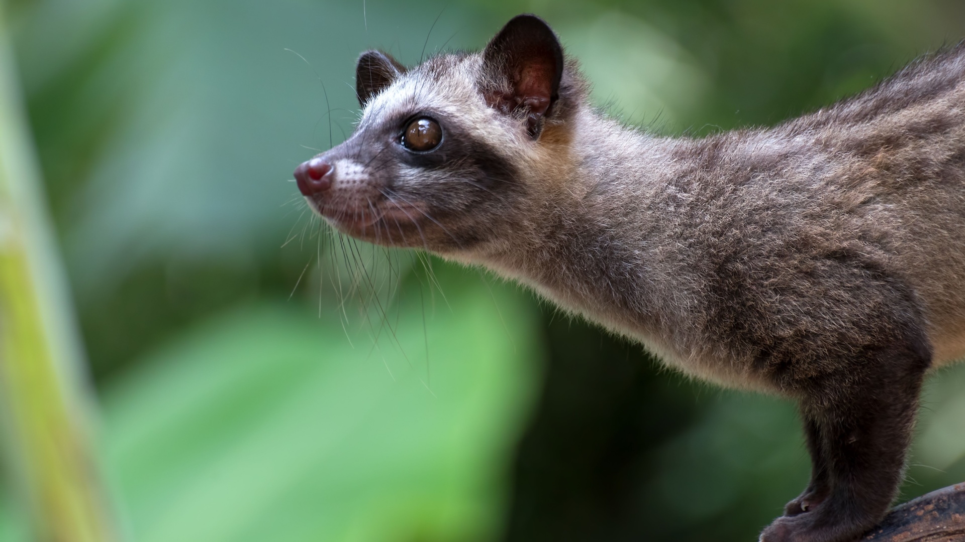 palmcivet_DSlight_photography.jpg