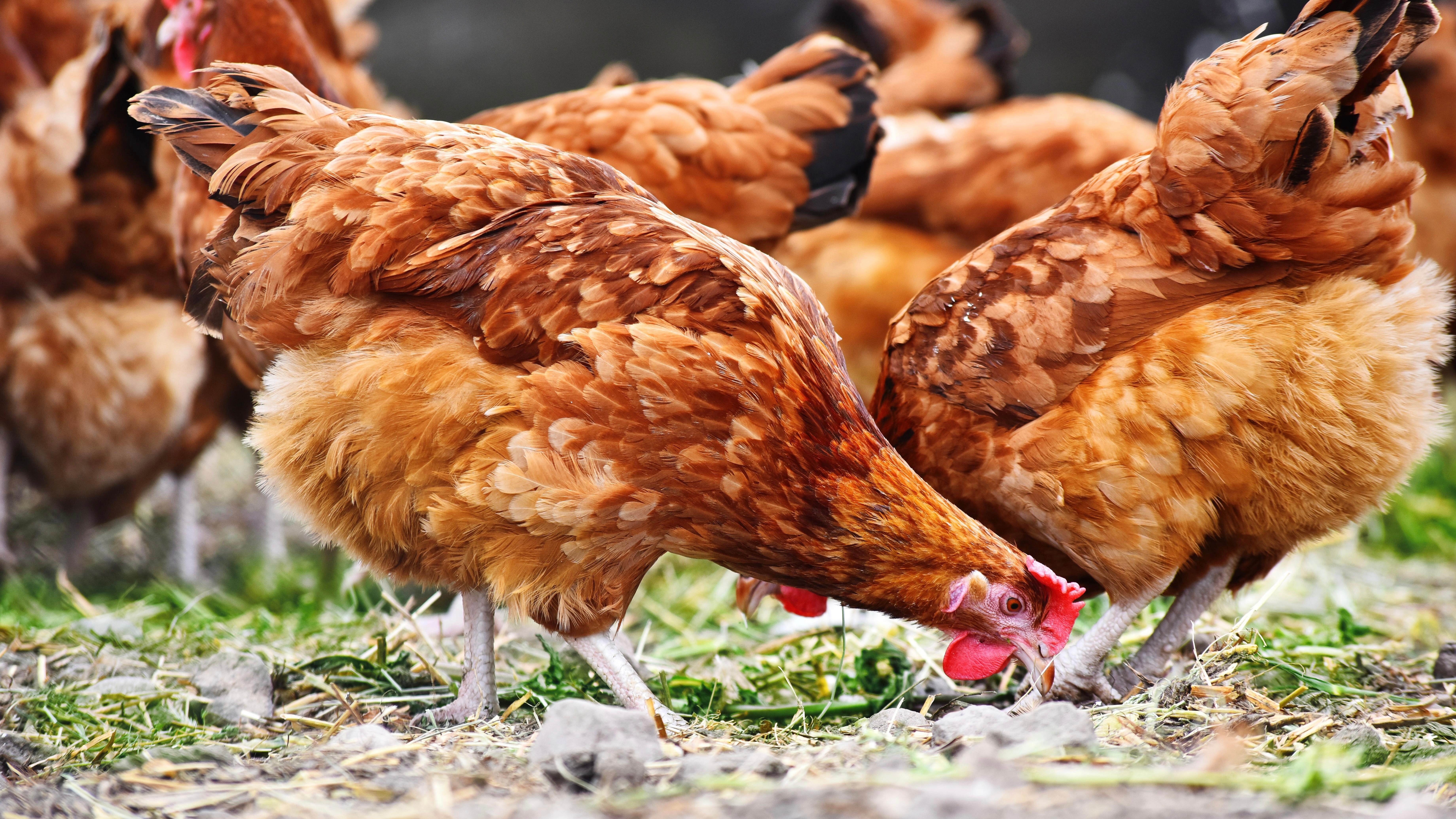 chickens1800_imageBROKER.jpg