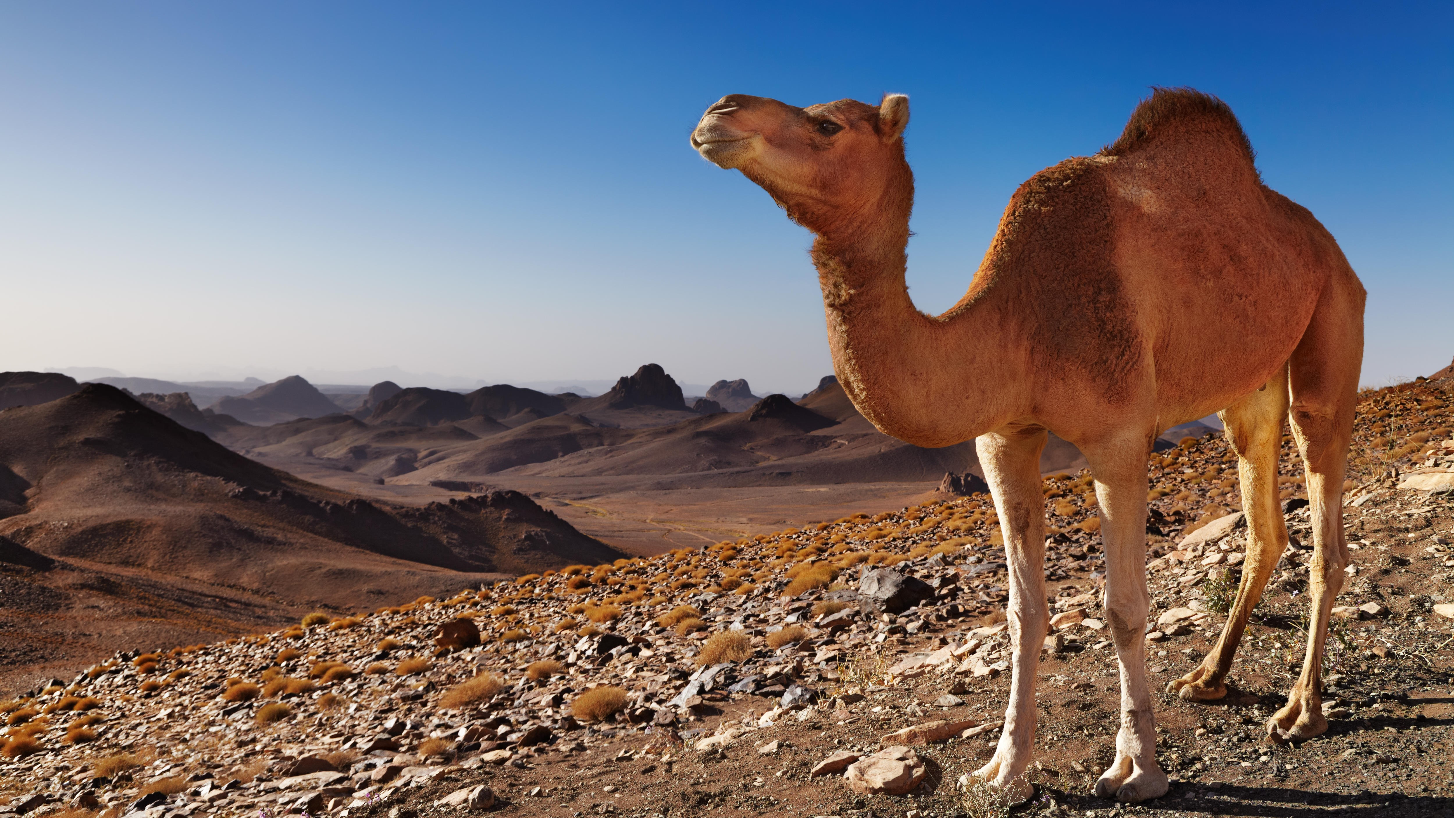 camel-DPK-Photo.jpg