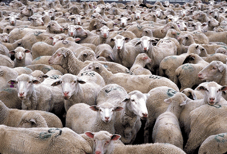 000-0509182502-Sheep_311px.gif