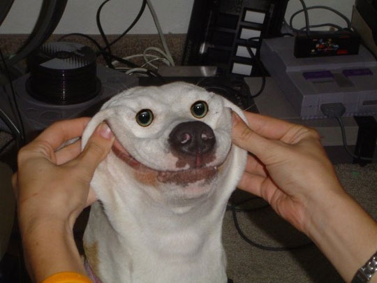 funny-happy-dog-smile.jpg