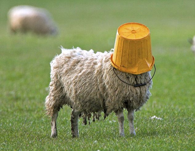 SheepBuckethead.jpg