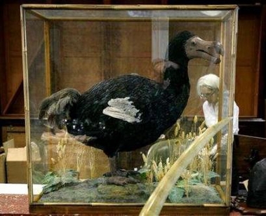 us_mauritius_dodo.jpg
