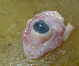 Pigs eye.png