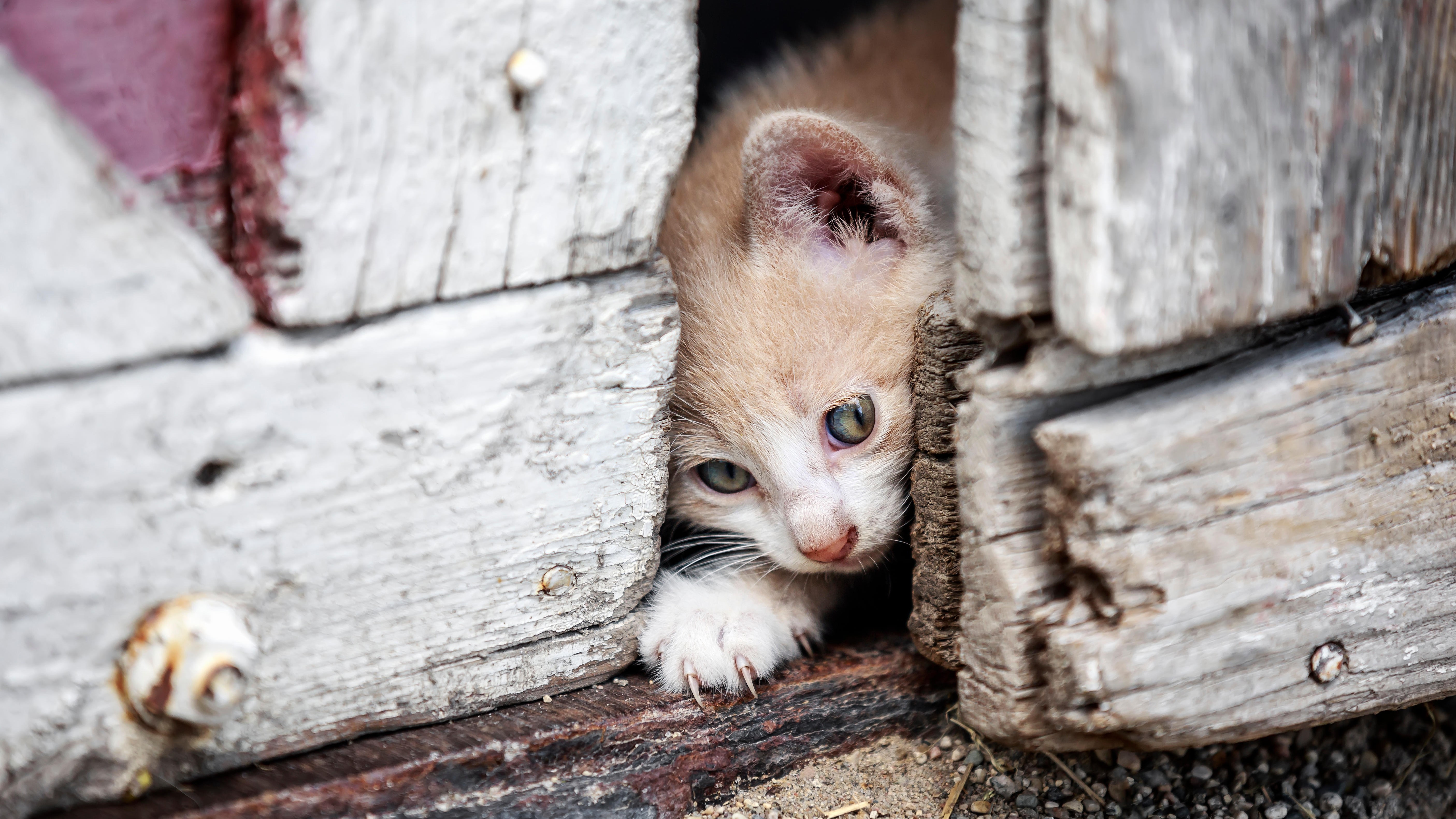 Kitten_sneaking.jpg