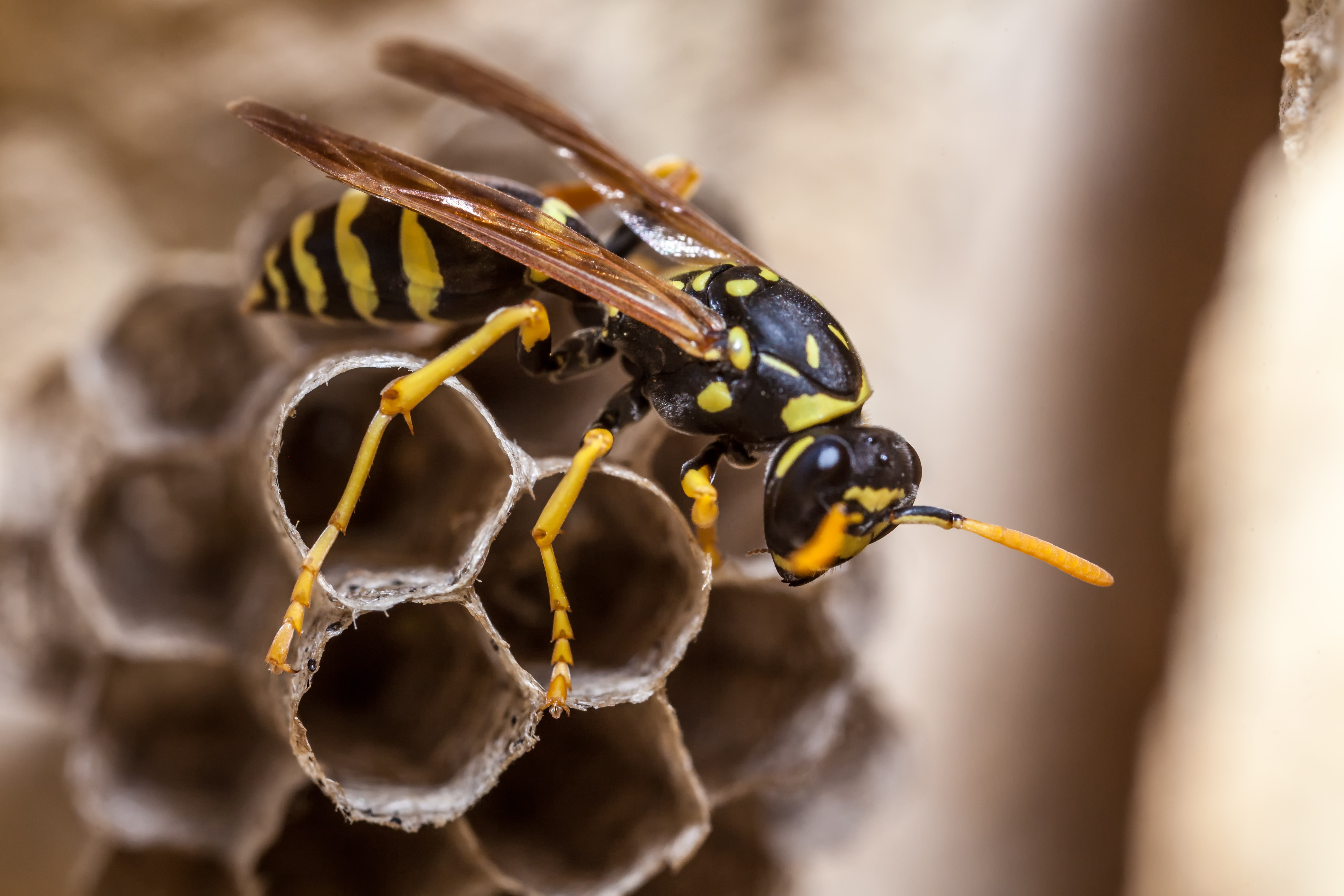 wasp.jpg