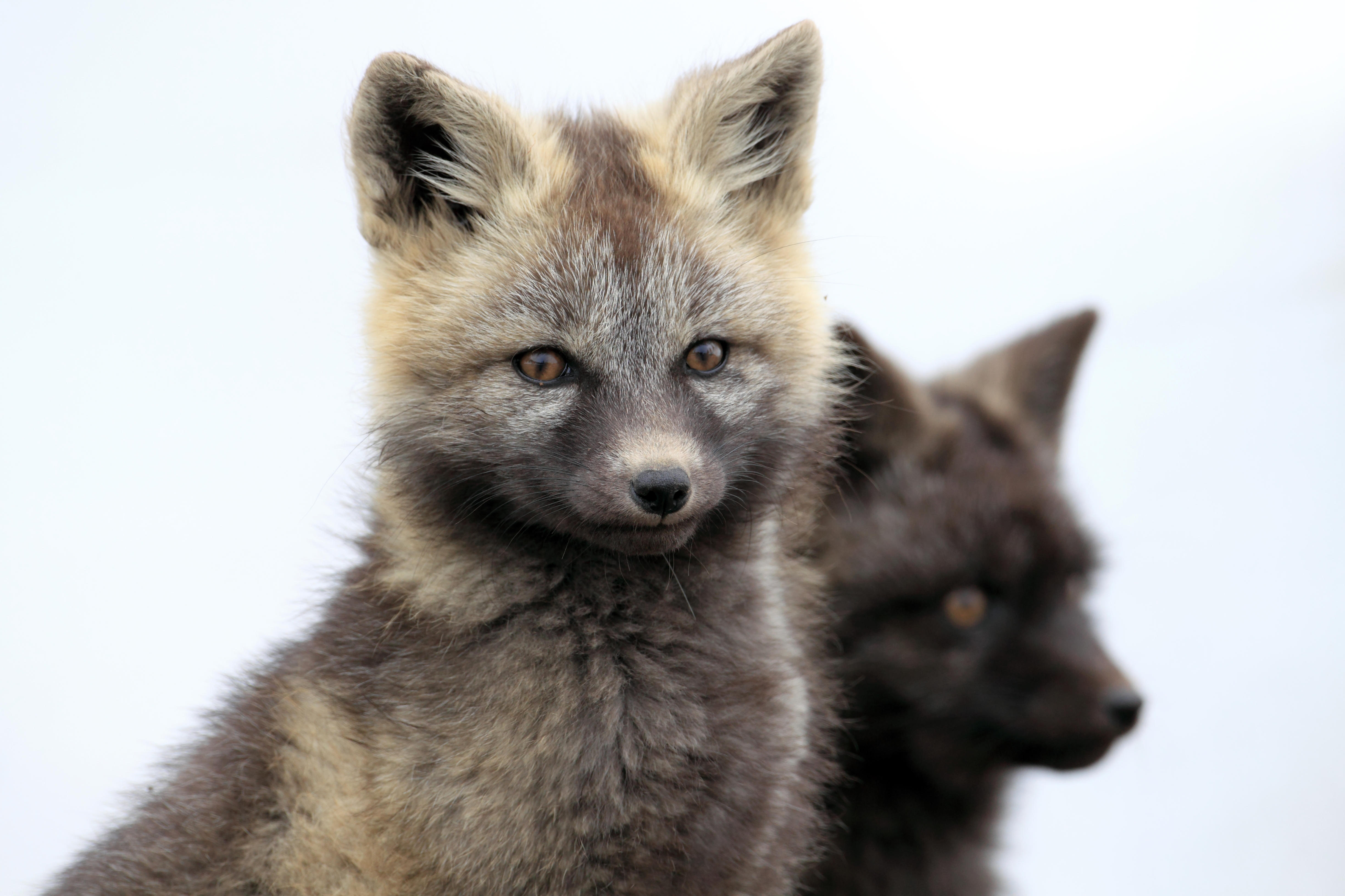 baby_silver_fox.jpg