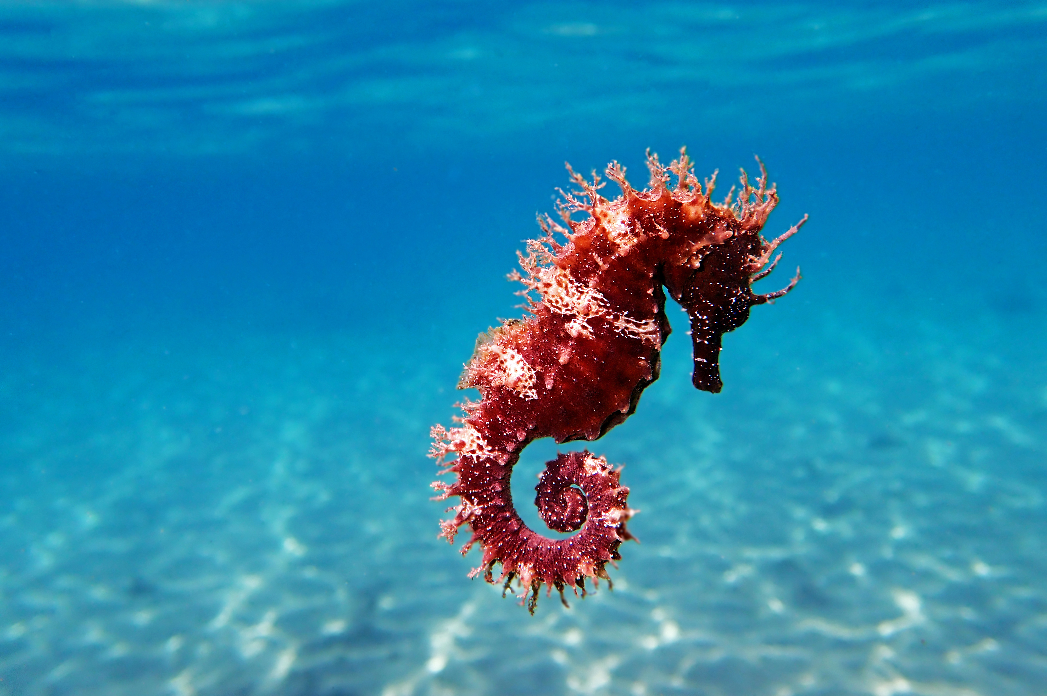 seahorse.jpg