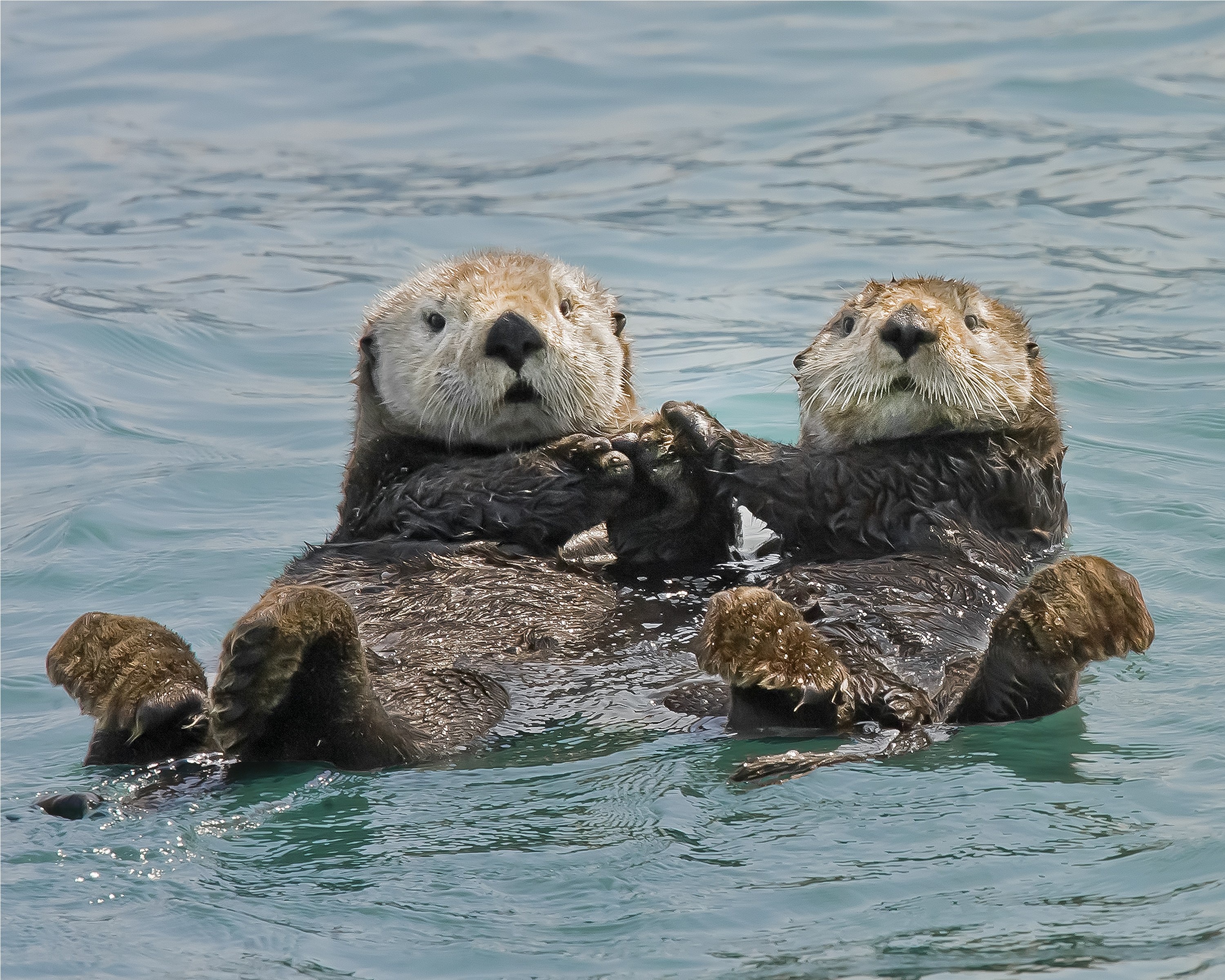 Sea-otters.jpg