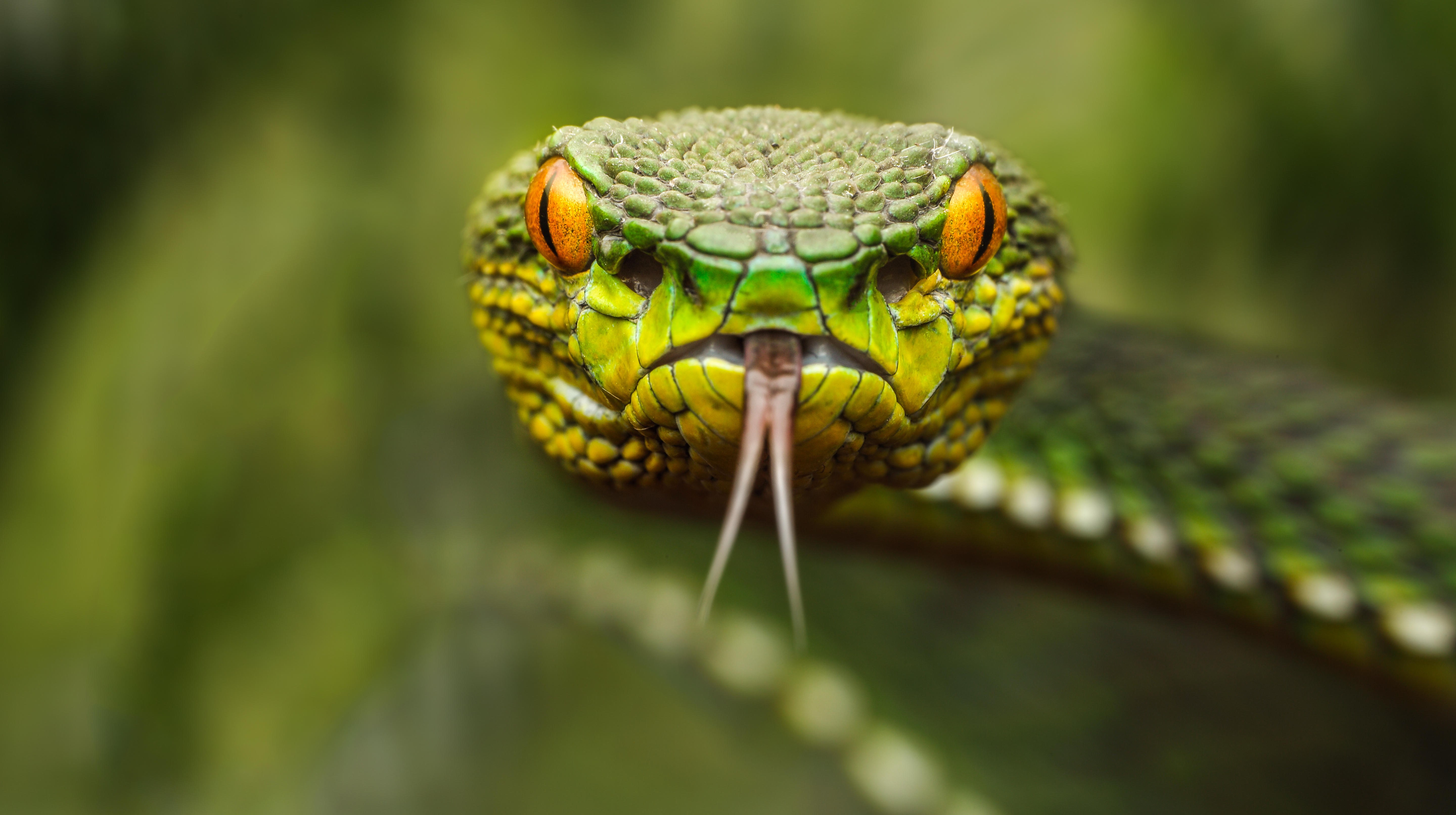viper_Roo.jpg