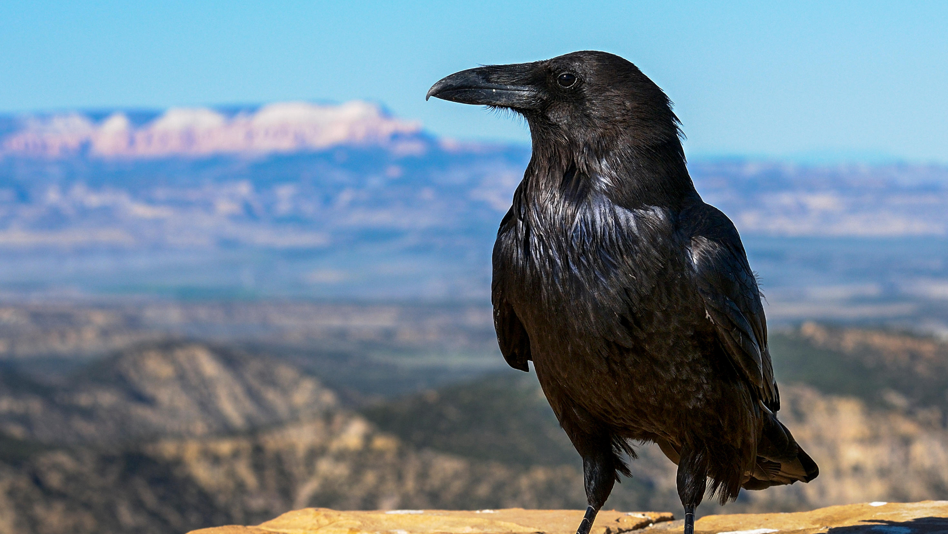 Raven_Arto.png