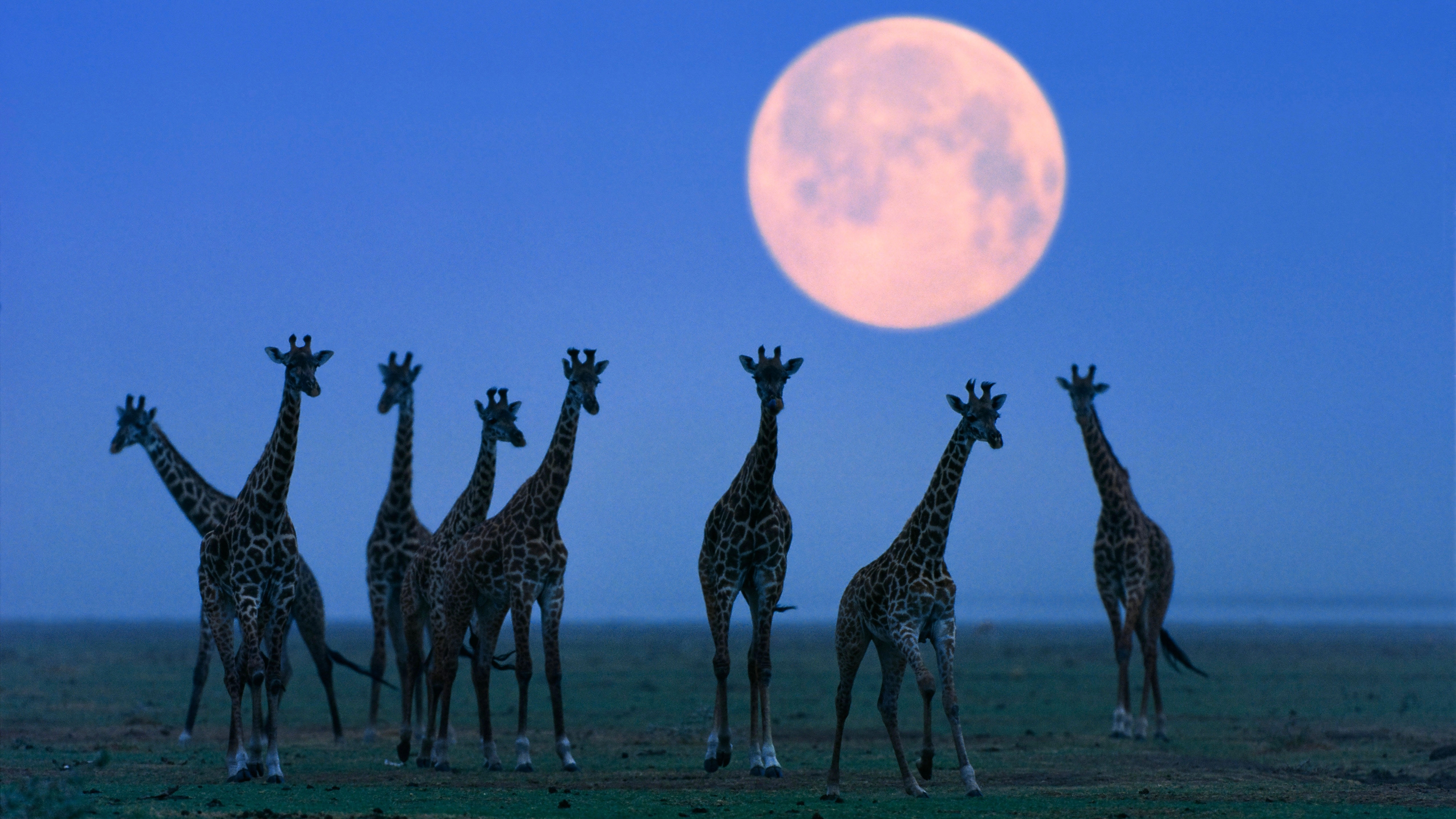 serengeti.jpg