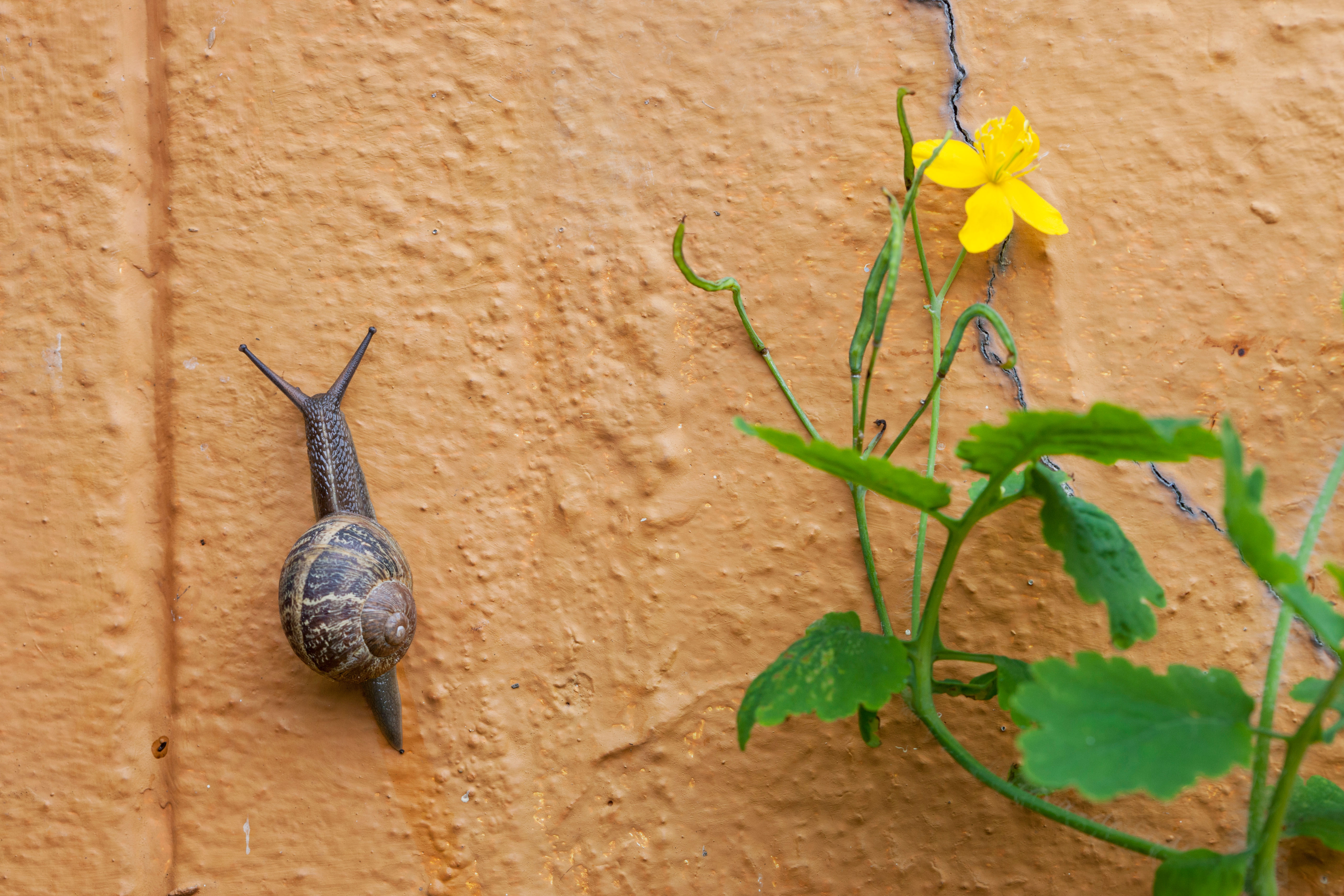 Snail.jpg