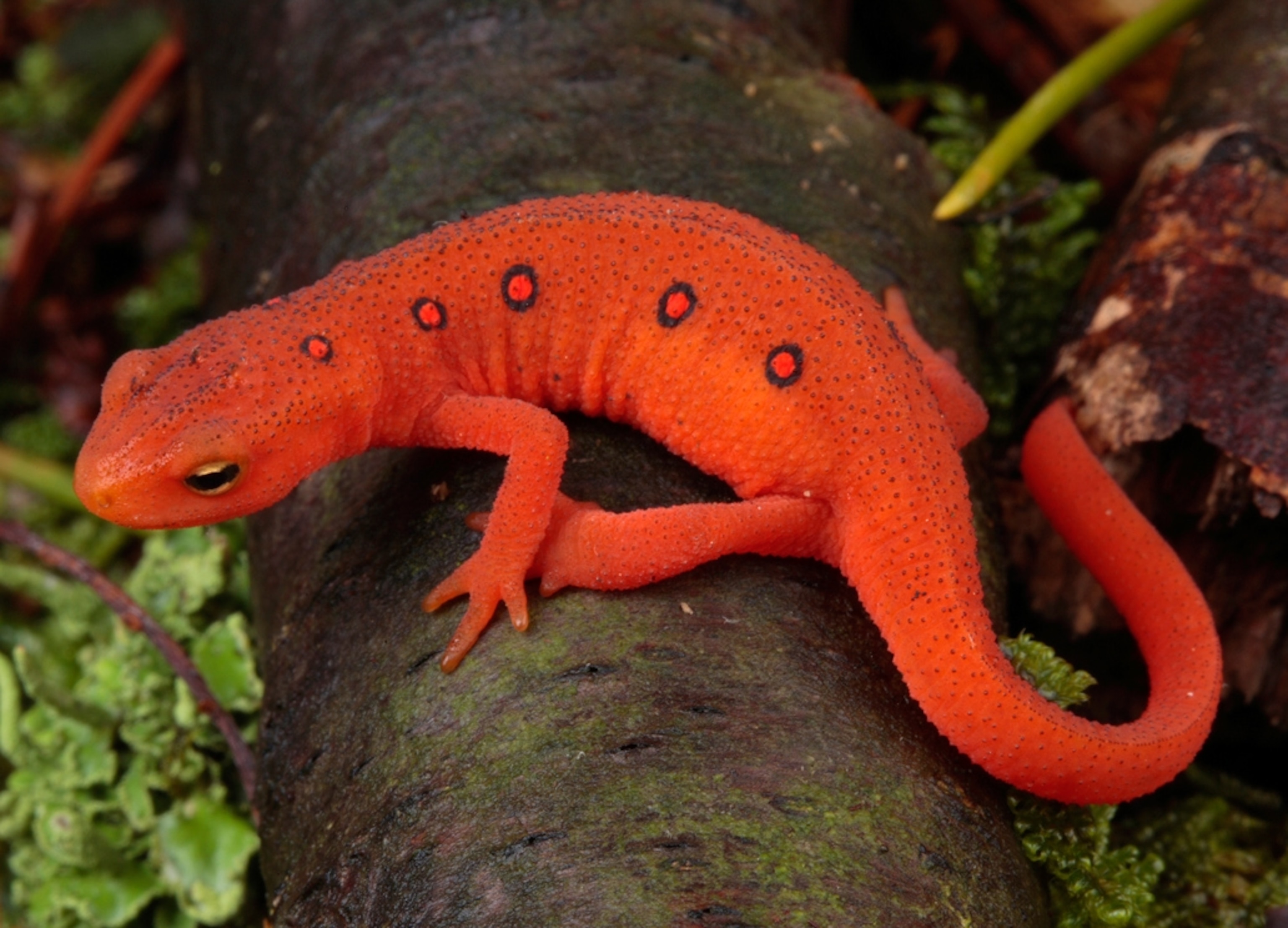 orange.jpg