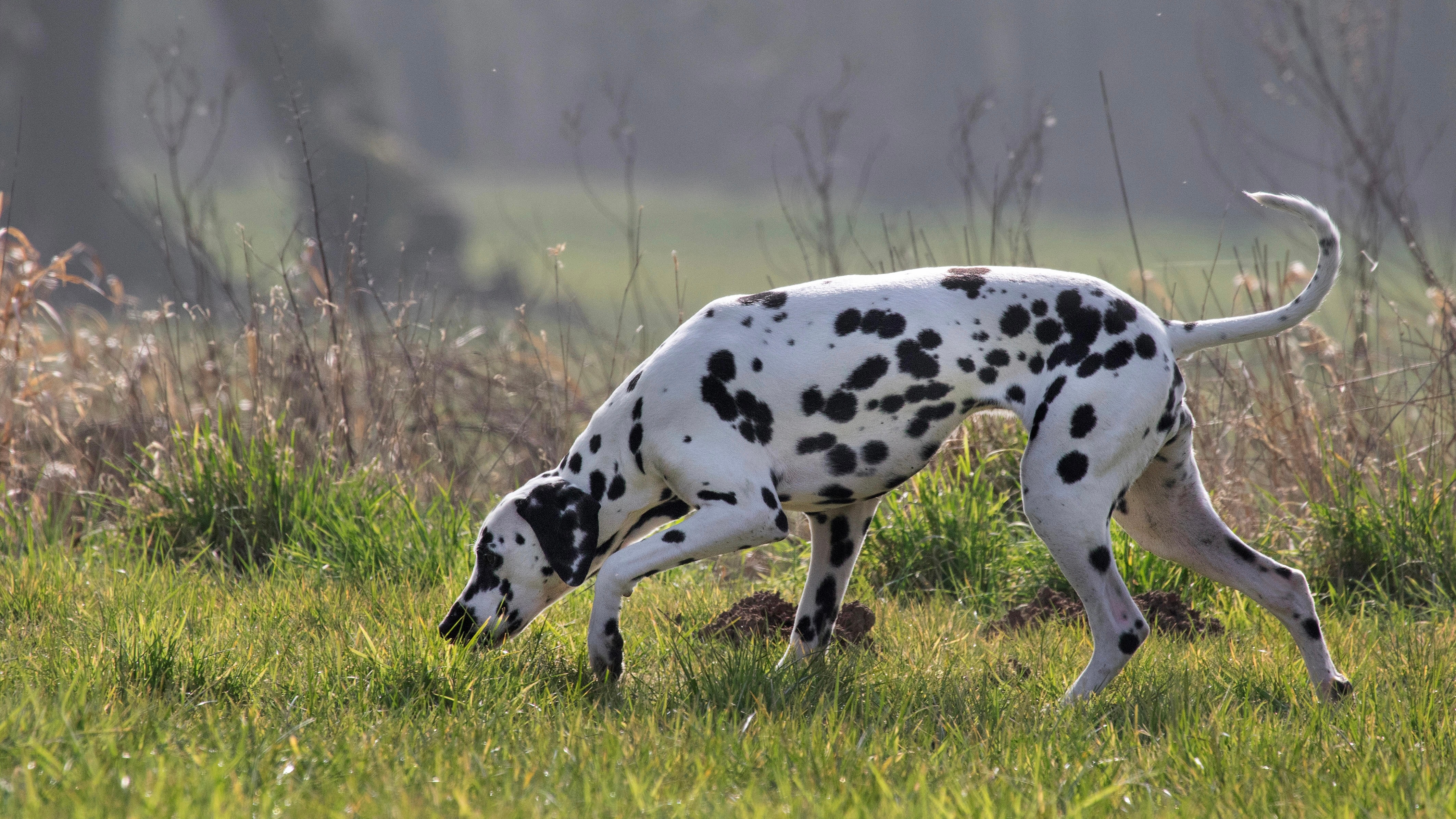 dalmation.jpg