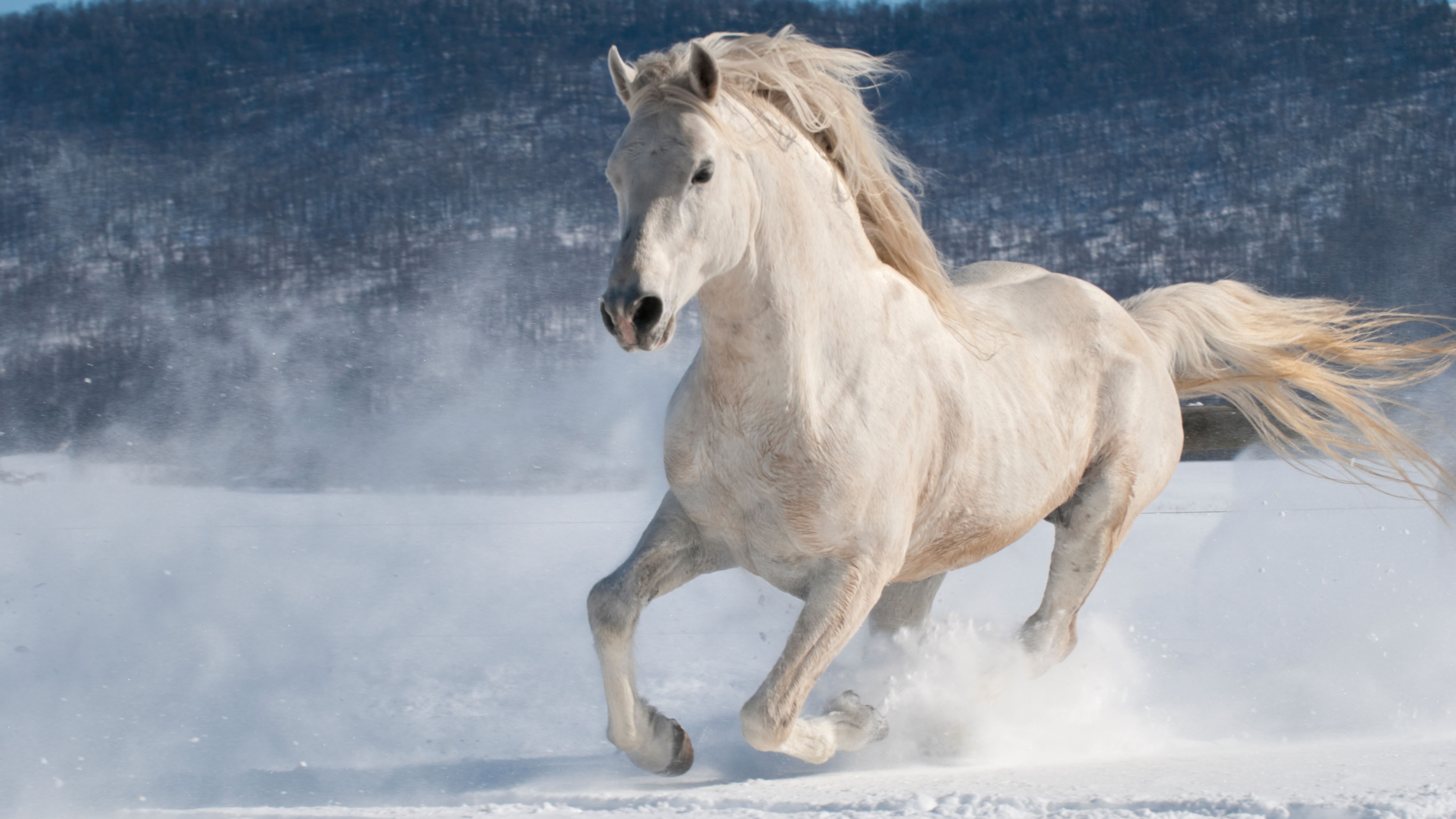 horse_clopping.jpg